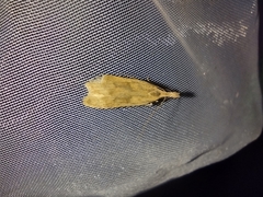 Dichomeris derasella