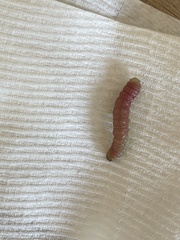 Litoprosopus coachella