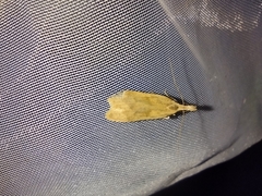 Dichomeris derasella