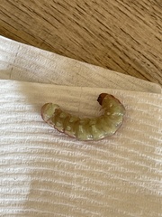 Litoprosopus coachella