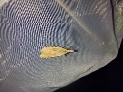 Dichomeris derasella