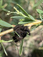 Hemileuca eglanterina
