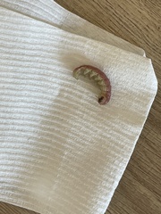 Litoprosopus coachella