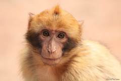 Macaca sylvanus