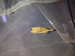 Dichomeris derasella