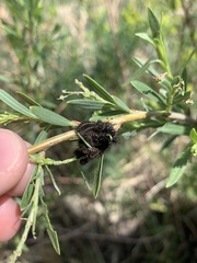 Hemileuca eglanterina