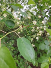 Prunus maackii