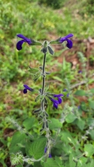 Salvia urica image