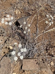 Perideridia pringlei