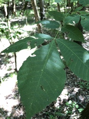 Carya myristiciformis