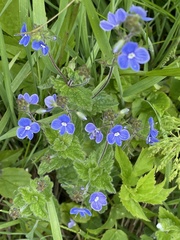 Veronica chamaedrys