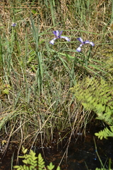 Iris prismatica