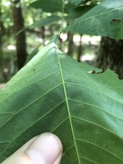Carya myristiciformis