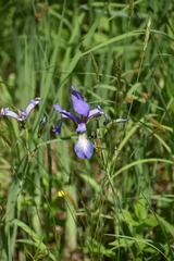 Iris prismatica