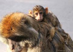 Macaca sylvanus