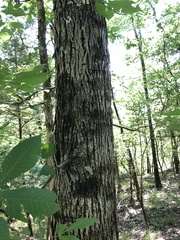 Carya myristiciformis
