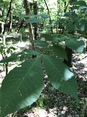 Carya myristiciformis