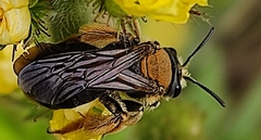 Eucera