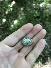 Carya myristiciformis