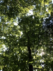 Carya myristiciformis