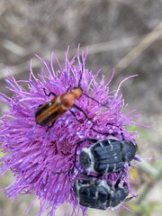Nemognatha piazata