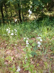 Lobelia appendiculata