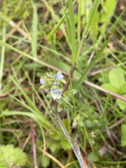 Veronica serpyllifolia