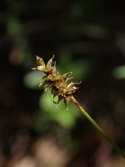 Carex exilis