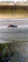 Cantharis rustica