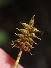 Carex exilis