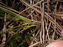 Carex exilis