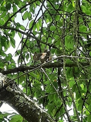 Sciurus carolinensis