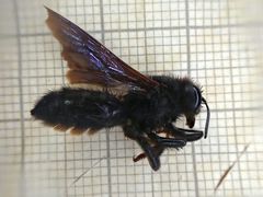 Megachile parietina
