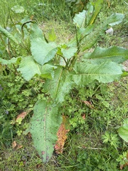 Rumex