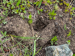 Thomomys talpoides
