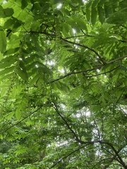 Pterocarya