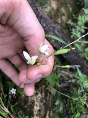 Bletia tenuifolia