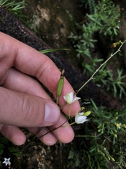 Bletia tenuifolia