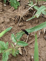 Diogmites platypterus