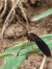 Diogmites platypterus