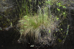 Carex exilis