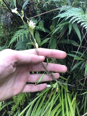 Bletia tenuifolia