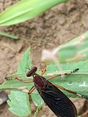 Diogmites platypterus