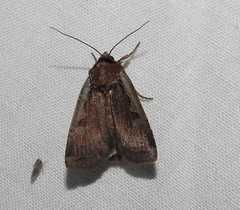 Parabagrotis