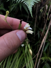 Bletia tenuifolia