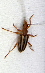 Metacmaeops vittata