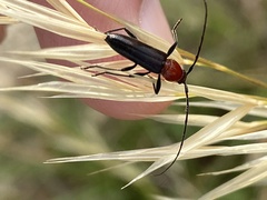 Stenosphenus dolosus