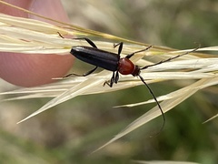 Stenosphenus dolosus