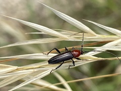 Stenosphenus dolosus