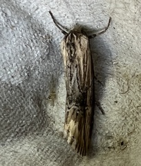 Crambodes talidiformis